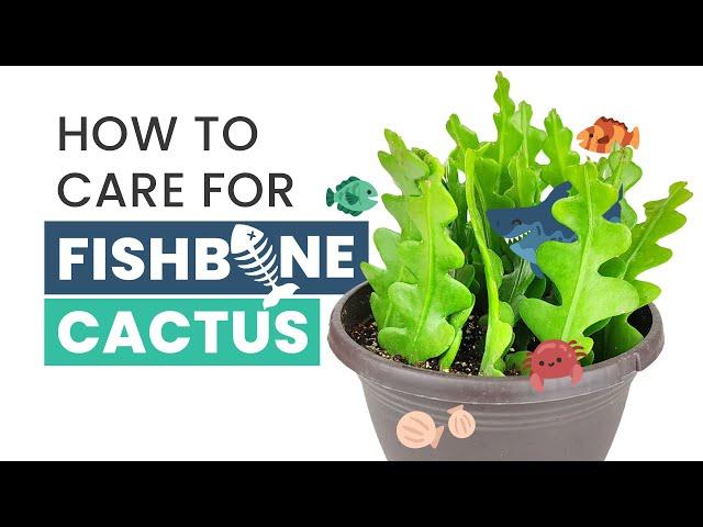 BEST TIPS | HOW TO CARE FOR FISHBONE CACTUS | EPIPHYLLUM ANGULIGER | RIC RAC CACTUS