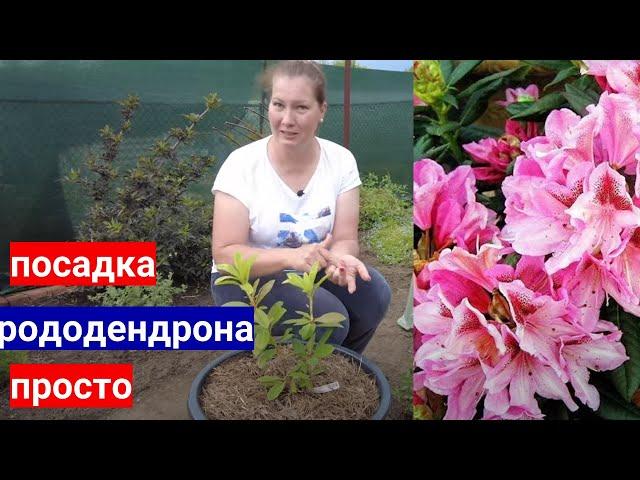 Сажайте РОДОДЕНДРОНЫ в контейнеры - минимум  ухода, 100% приживаемость.