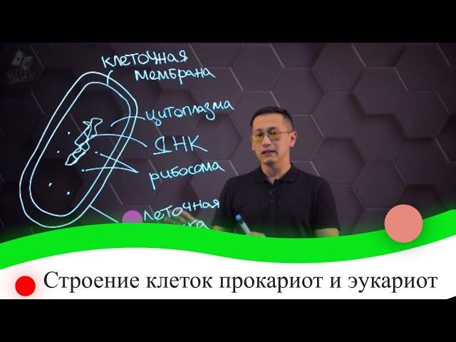 Строение клеток прокариот и эукариот. 8 класс.