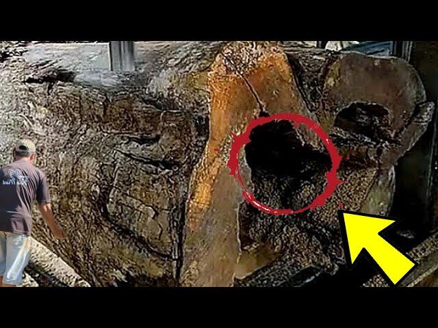 Be alert || Hollow Lumber That Worries Woodworkers At The Sawmill