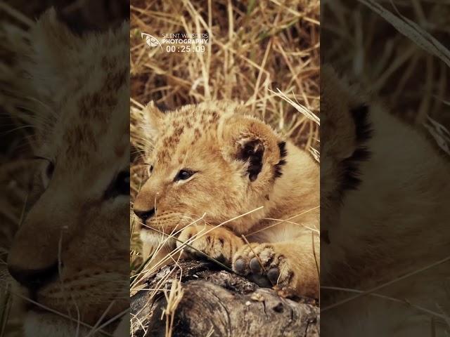 Cute! The Innocent Face Of A Little Lion Cub When He Is Sleepy 