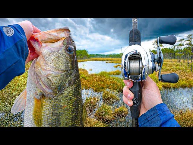 Fishing For MONSTER Bass In Gator-Infested Waters (Dangerous)