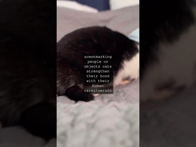 The Feline Art of Grooming Marking Territory with a Fastidious TouchAs any cat lover...