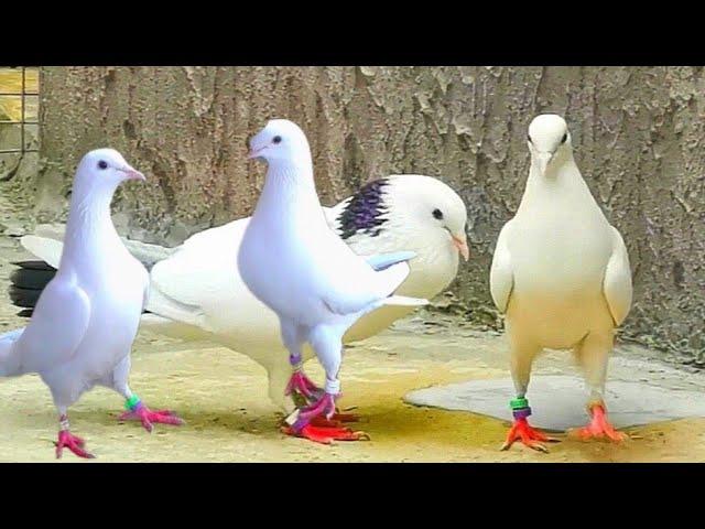 Очень Интересный Голуби от Унана город Майкоп,Very Interesting Pigeons from Unan the city of Maykop!