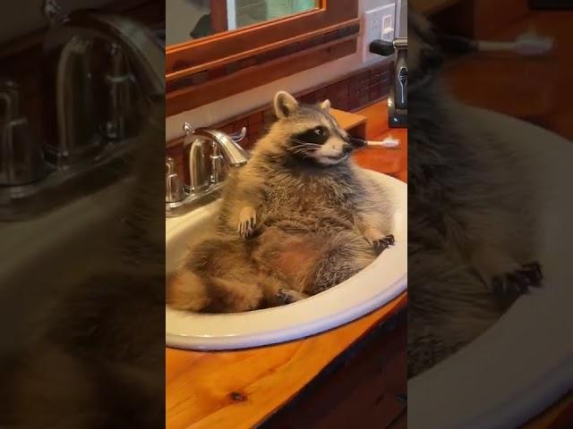 Raccoon caught chilling in the bathroom sink.