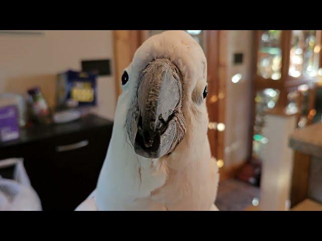 Cockatoo & French Toast