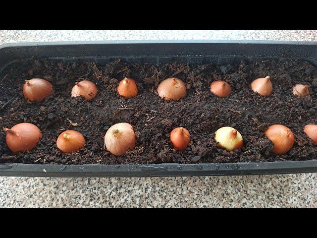 Growing onions on a feather at home in winter. How to grow onions on a windowsill