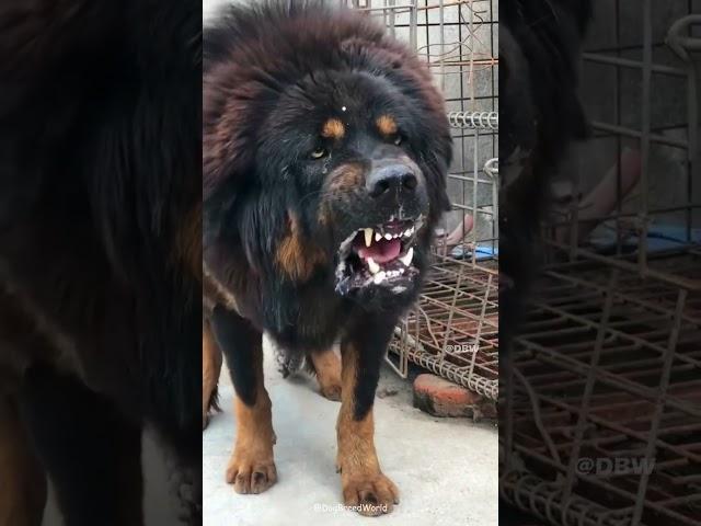 5 Most deadliest and dangerous dog breeds in the world  #shorts #dog