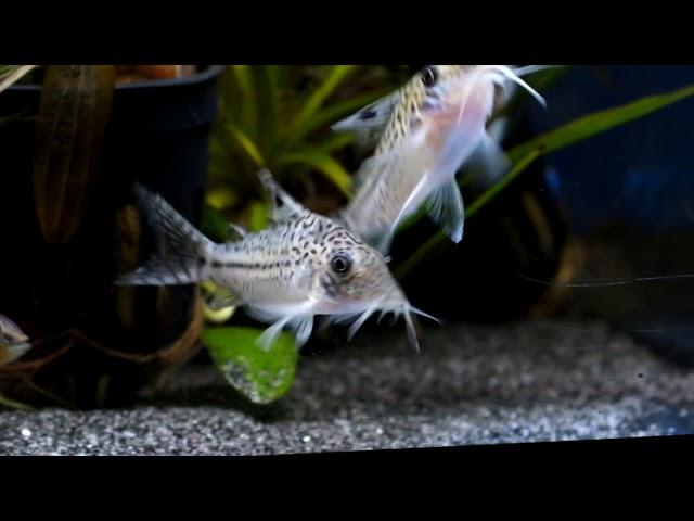 Corydoras sp. leopardus  C102