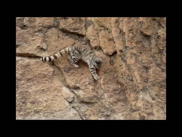 Gato andino (Leopardus jacobita) en la provincia de Jujuy