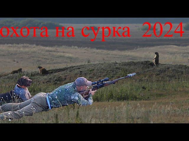 самая быстрая охота на сурка 2024  два из двух за 5 минут