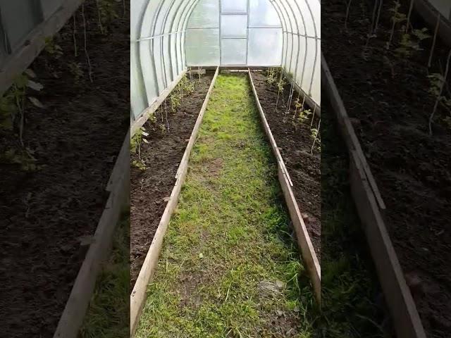 выращивание винограда