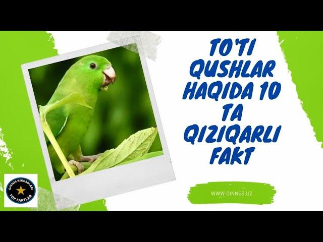 To'ti qushlar haqida 10 ta qiziqarli fakt