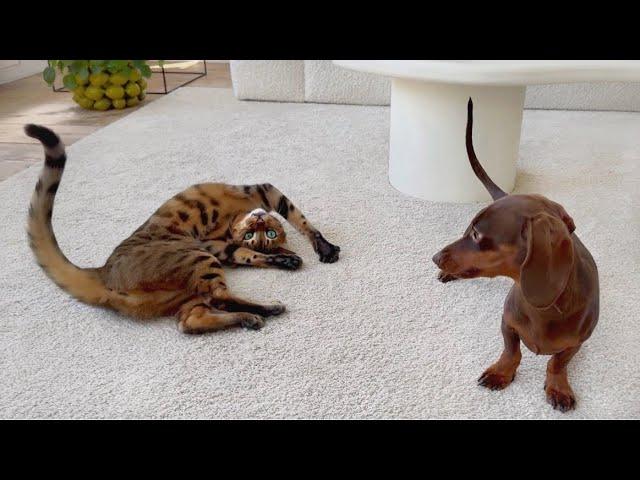 Playtime for Bengal Cat & Dachshund puppy.