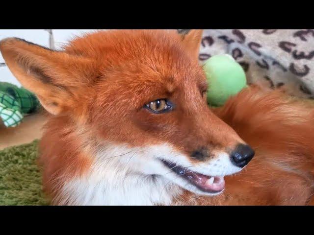 ALF the Affectionate Fox