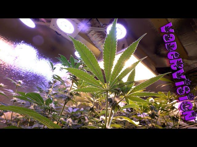 Flipping to Flower for Yoda Soda and Jawa Juice - EP 3