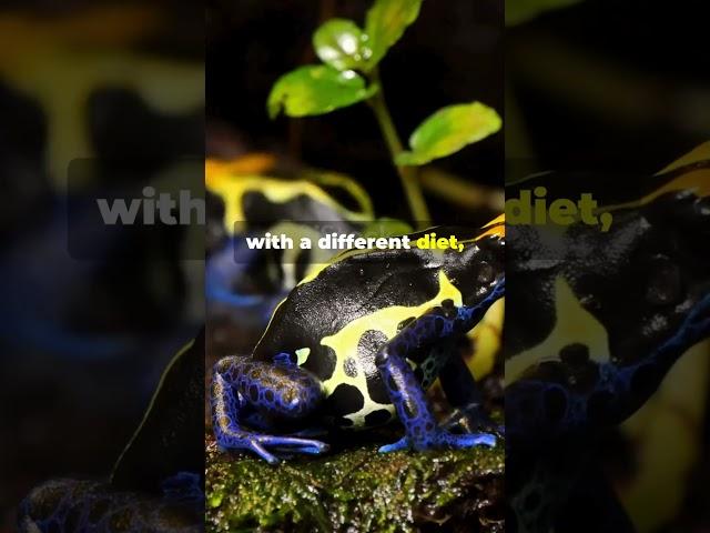 Amazing Facts About Poison Dart Frogs!