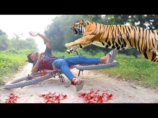 Tiger attack man in forest royal bengal tiger attack | Baadshah Kck