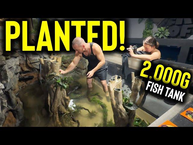 My MONSTER AQUARIUM is now the  PERFECT planted tank!!!   the king of DIY south american fish tank.