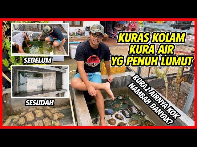 KURAS KOLAM & KUMPULIN SEMUA KOLEKSI KURA YANG ADA DI  KOLAM