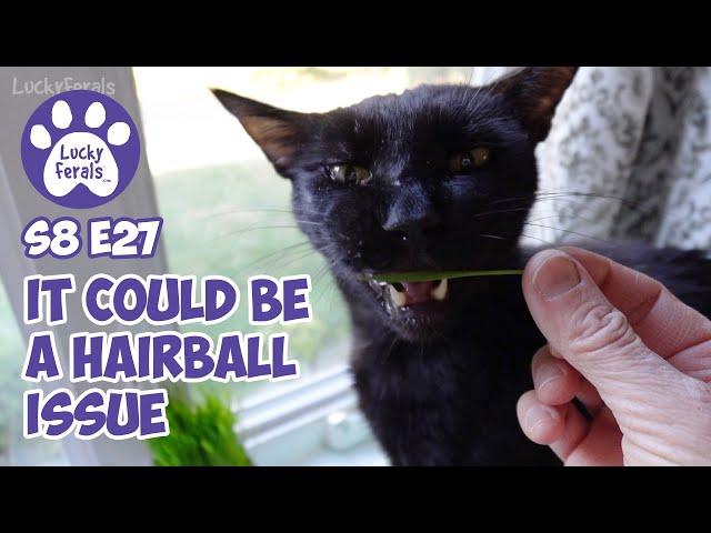 It Could Be A Hairball Issue - Lucky Ferals S8 E27 - Cat Vlog - Living With 11 Cats