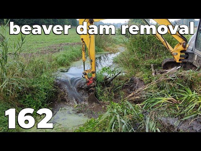 Two Muddy Dams - Beaver Dam Removal With Excavator No.162