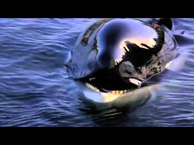 Free Willy - Ruf der Freiheit (Michael Jackson - Will you be there)  - YouTube.flv