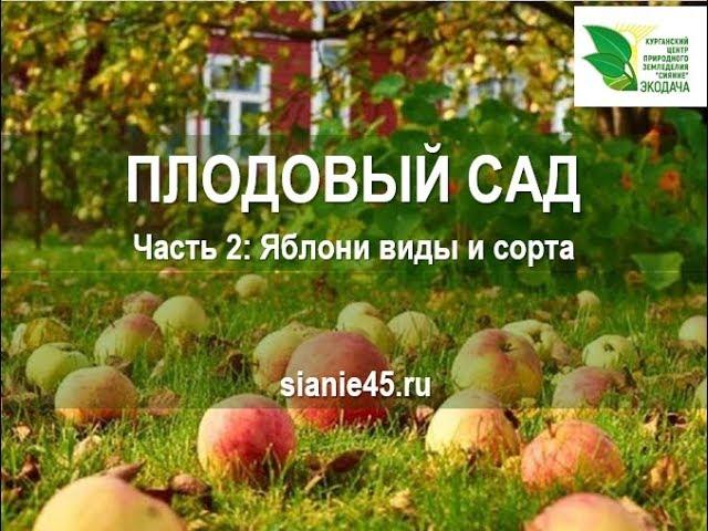 Плодовый сад. Часть 2. Яблони виды, сорта, уход #плодовые деревья