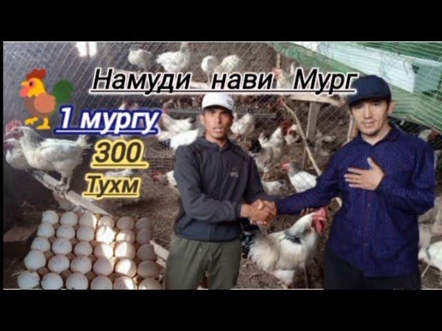 Ломан Бран. 1 000 мургу 300 000 хазор сомон дар шароити хона.Намуди НаВи мург дар Точикистон