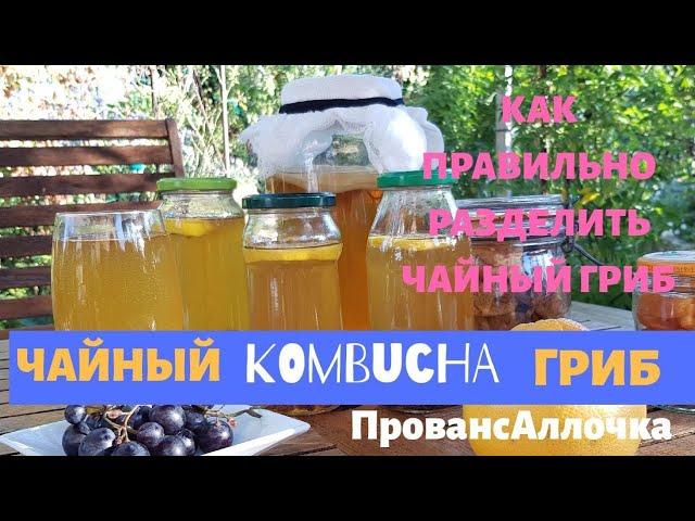 ЧАЙНЫЙ ГРИБ.ВТОРИЧНАЯ ФЕРМЕНТАЦИЯ /КАК РАЗДЕЛИТЬ КОМБУЧУ