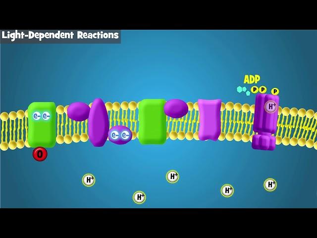 Photosynthesis Intro and Light-Dependent Reactions