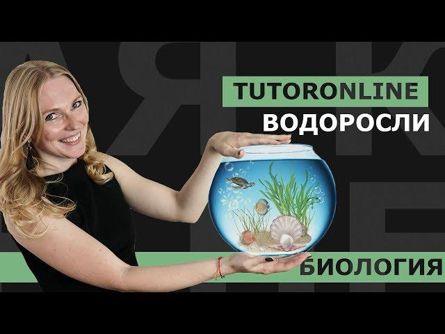 Биология | Водоросли