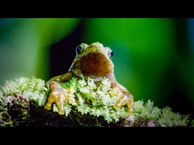 Frog's Incredible Mating Technique | Earth's Tropical Islands | BBC Earth