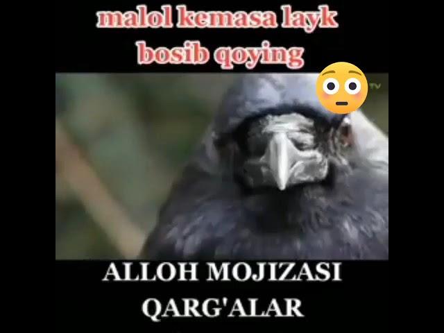 ALLOH MOJIZASI QARG'ALAR