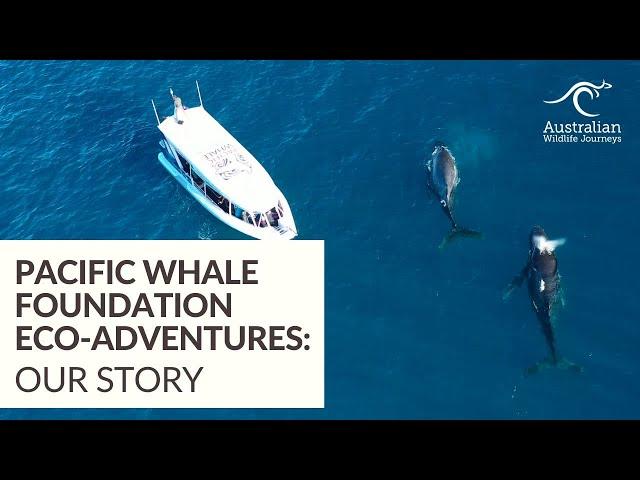 Pacific Whale Foundation Eco-Adventures Australia: Our Story | Australian Wildlife Journeys