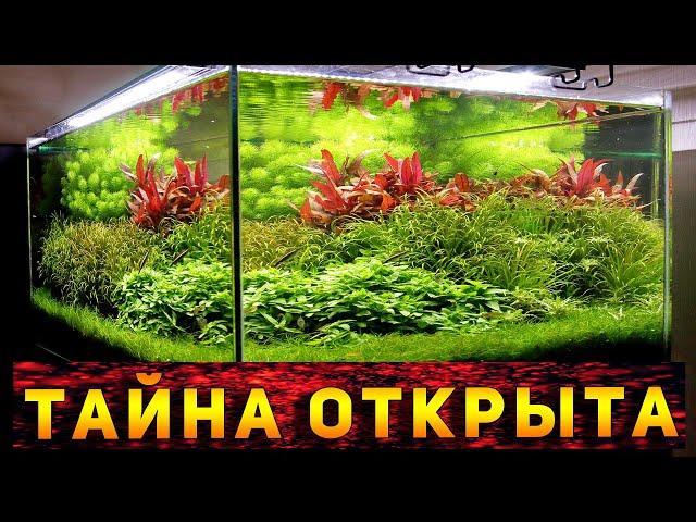 СЕКРЕТНЫЙ СЕКРЕТ ВЫРАЩИВАНИЯ АКВАРИУМНЫХ РАСТЕНИЙ!