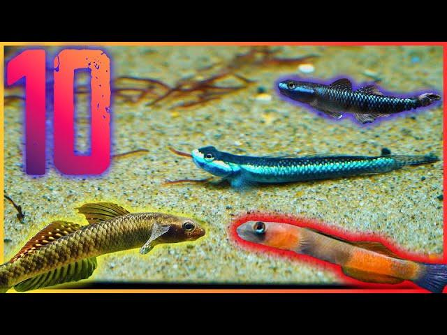 Ten Freshwater Goby Fish You Should Keep in Your Aquarium