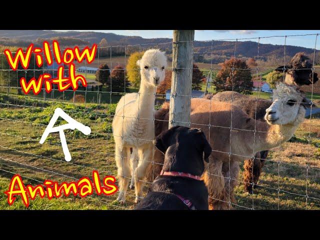 Willow with the Animals of the Appalachian Trail (Greater Swiss Mountain Dog)