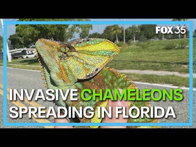 Invasive chameleon clans growing in Florida along Space Coast