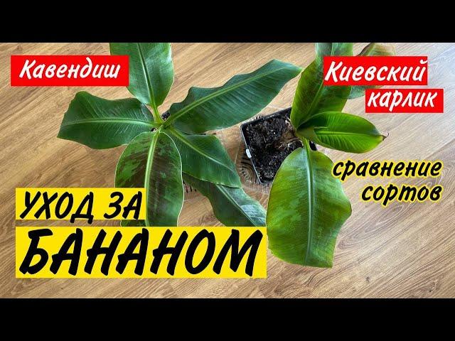 БАНАНЫ ДОМА: уход за бананом. Бананы Кавендиш и Киевский карлик 2022