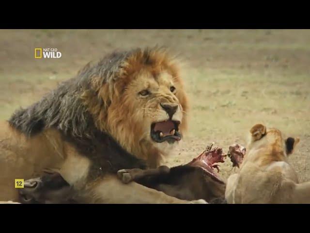 Los asesinos más letales de África
