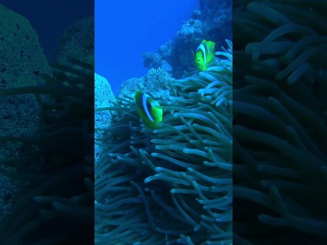 nemo dahab