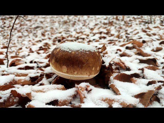 WHITE MUSHROOMS NOVEMBER 15 IN THE SNOW AND FROST. YOU HAVE NEVER SEEN SUCH BEAUTY IN