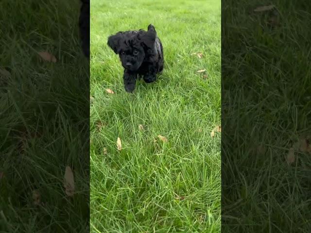 Puppy Pals: Tail Waggin' Fun! 