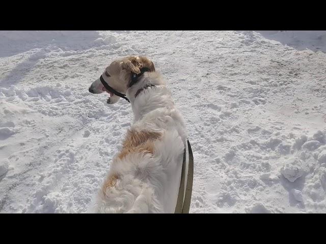 Сколько стоят русские борзые. Цена щенка русской псовой борзой. Виды русских борзых собак на рынке.