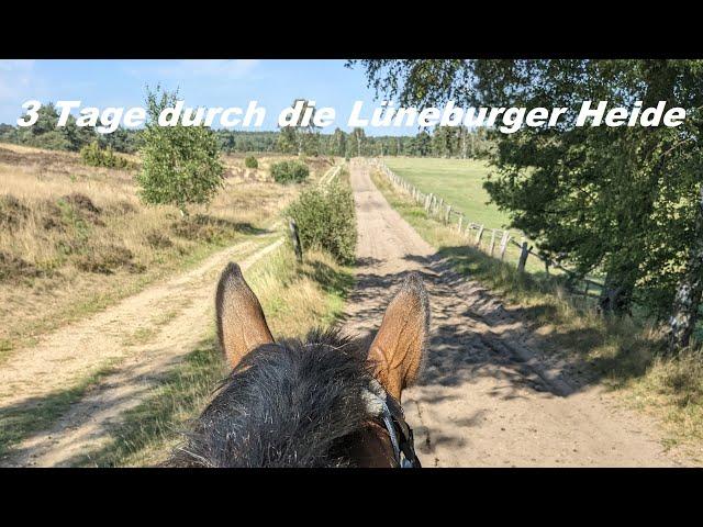 Wanderritt mit Hunden Lüneburger Heide 3 Tage | Wanderreiten |Wanderritte zum Nachreiten