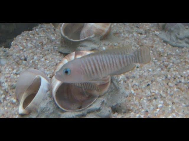 [HD] Multi-Bar Lamprologus / Gestreifter Schneckenbuntbarsch @ Zierfische & Aquarium 2010 [33/53]