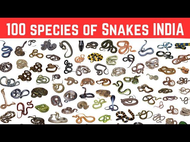 100 species of snakes found in India (with pictures) भारत मे पाए जाने वाले 100 साँप (चित्र के साथ)