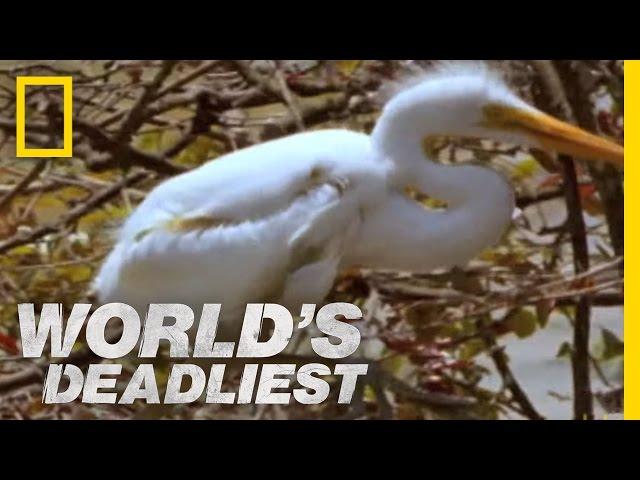 Piranhas Devour Chick | World's Deadliest