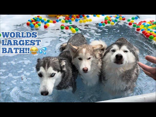 WORLDS LARGEST HUSKY BATH!.